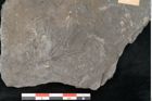 Foto (Detailansicht) von Asterophyllites longifolius Sternbg. (NHMW-GEO-2024-0188-11279)